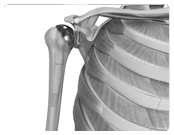 Arthroscopic Rotator Cuff Repair (Shoulder Scopes)